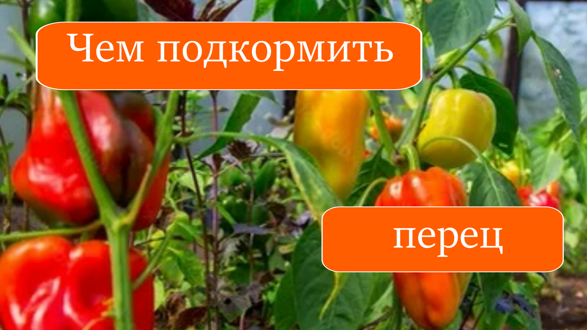 перец
