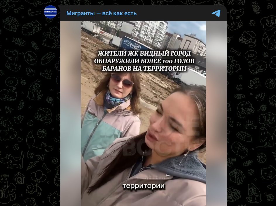 Фото: Telegram-канал "Мигранты - всё как есть"