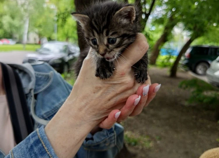Не было у бабы хлопот