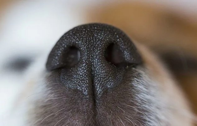 Нос