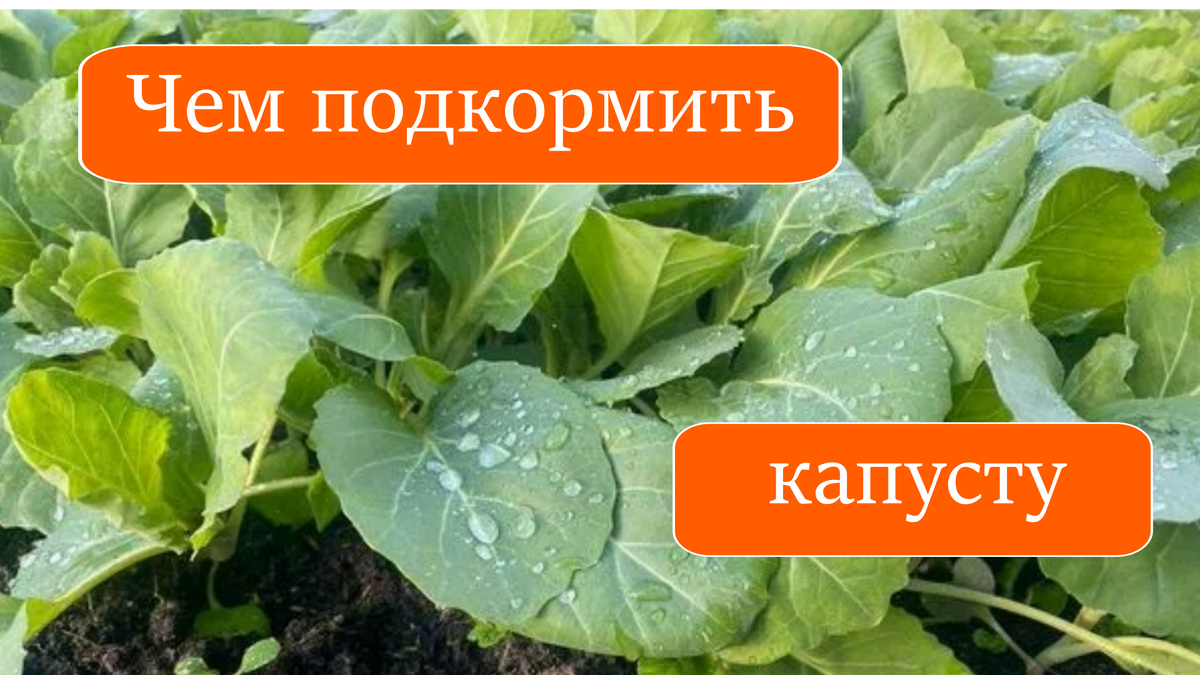 капуста