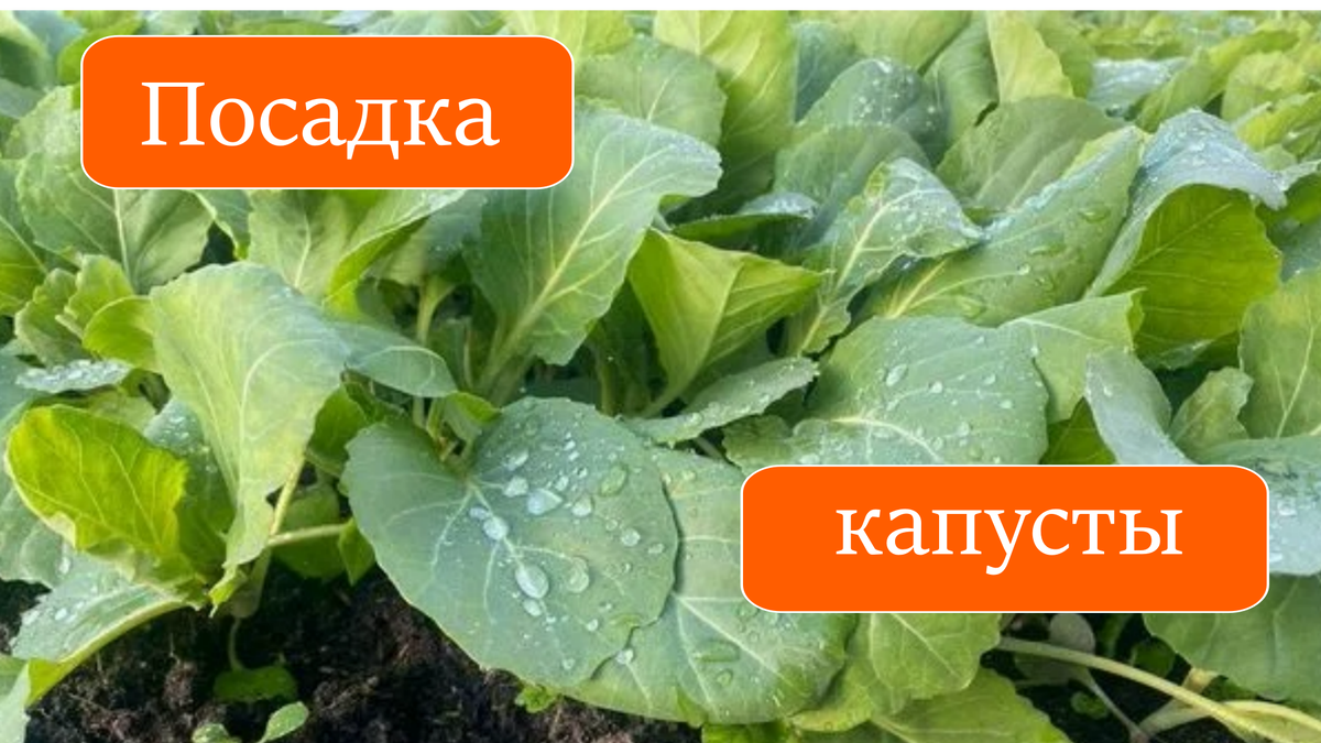 капуста