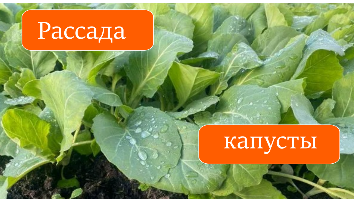 капуста
