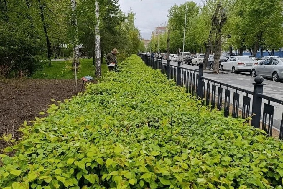    В новосибирских парках обновляют зеленые зоны. Фото: Дирекция городских парков