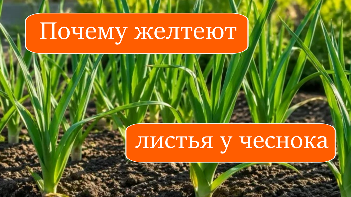 чеснок