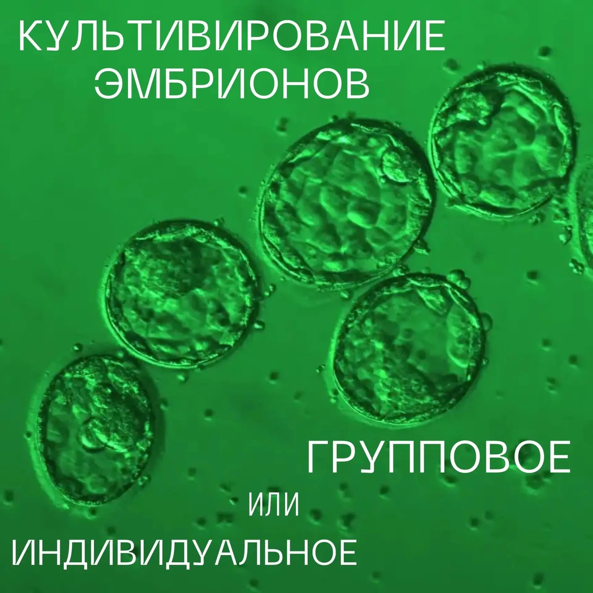 Культивирование эмбрионов