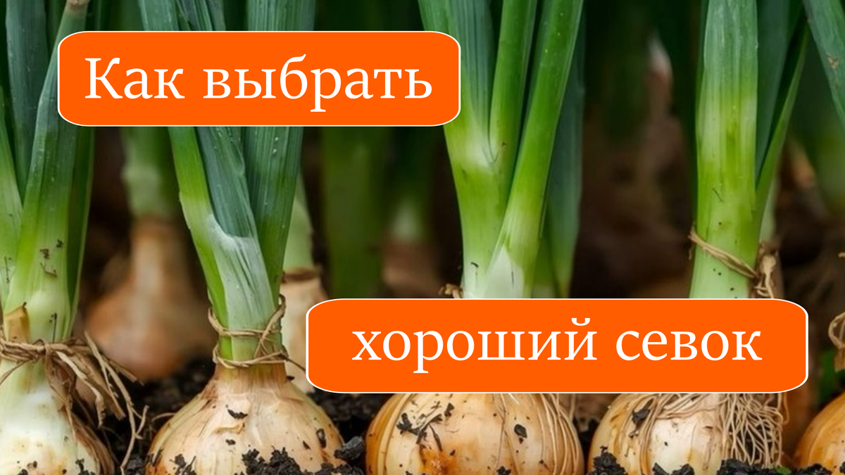 лук-севок