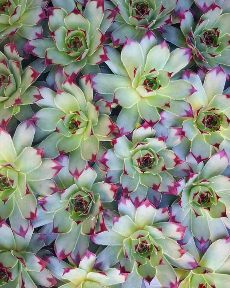 Источник: Alison Buck Floral Design, https://ru.pinterest.com/pin/342625484133998634/