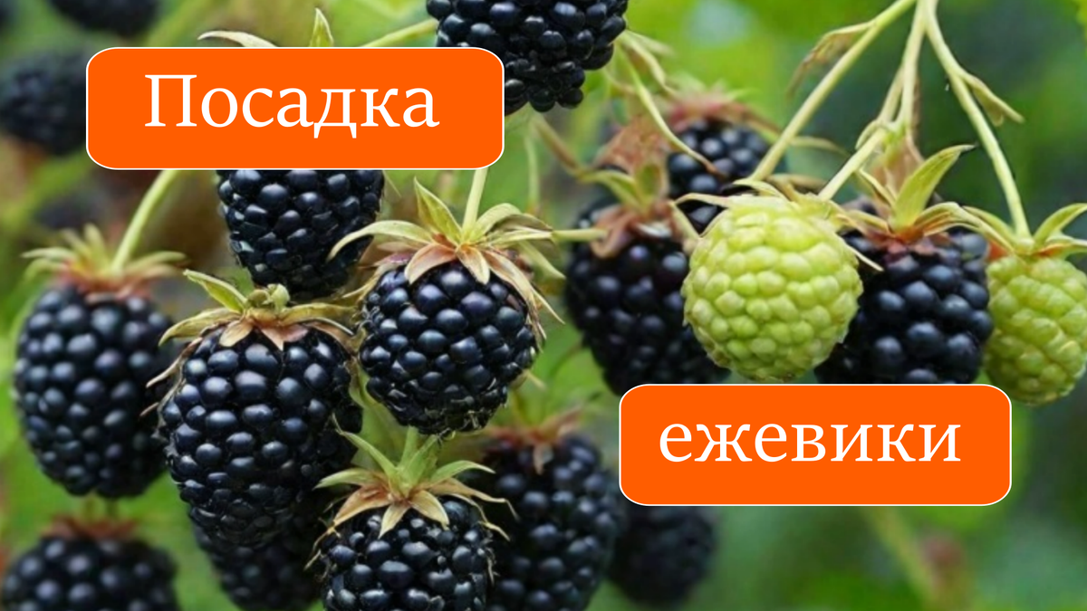 ежевика