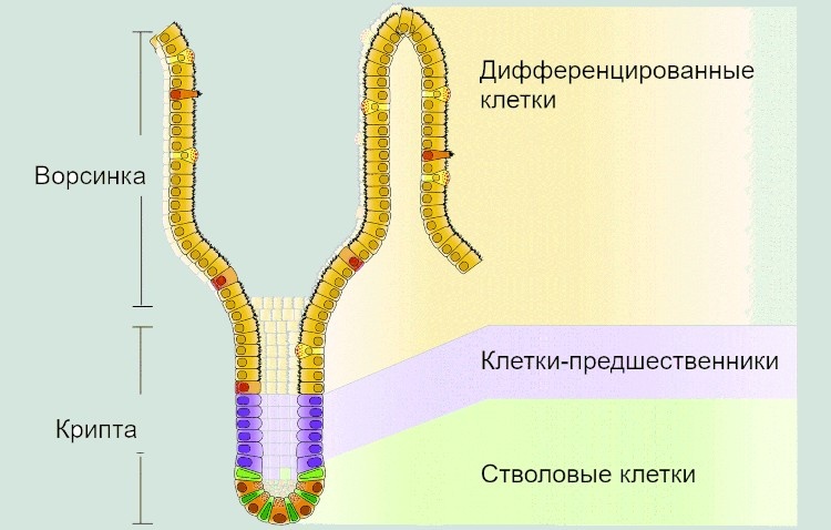 Кишечный эпителий по своей пространственной структуре неоднороден: стволовые клетки, включая Lgr5⁺ и их делящихся потомков, локализуются в углублениях-криптах, а ворсинки содержат только дифференцированные клетки. По: (Carulli, Samuelson, Schnell, 2014)