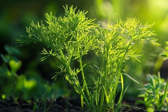 Почему не растет укроп? Секреты стабильного урожая на любой почве  📷
