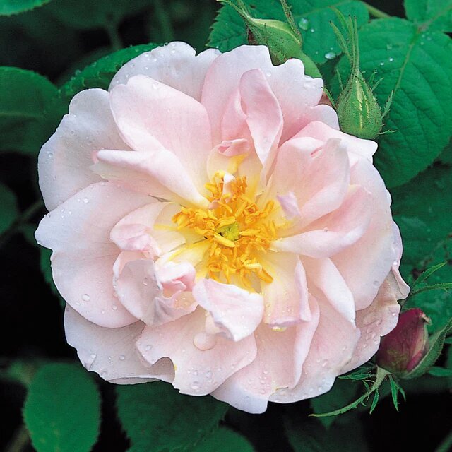 Old Rose York and Lancaster( фото с сайта David Austin)