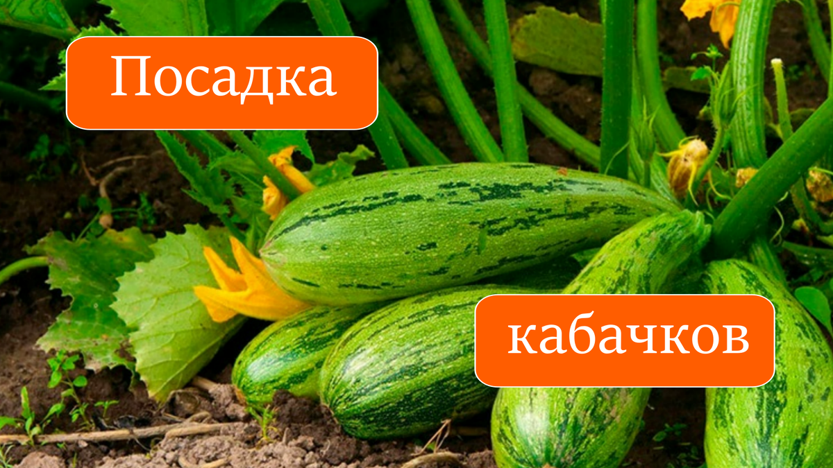 кабачки