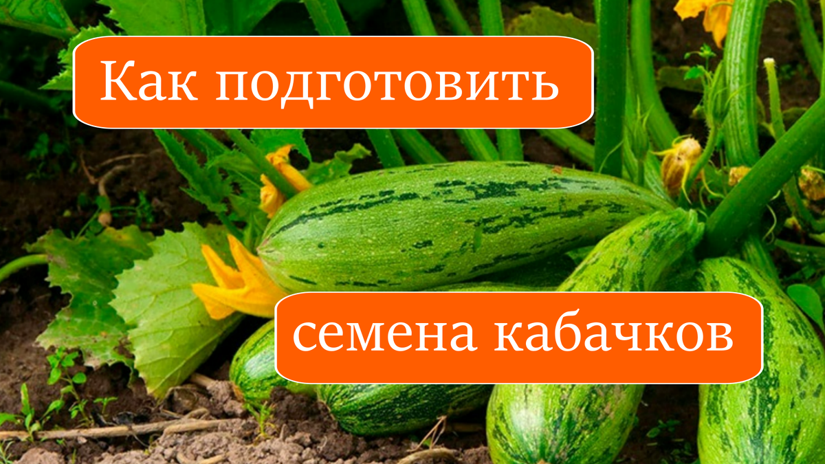 кабачки
