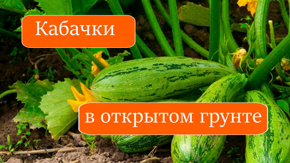 кабачки