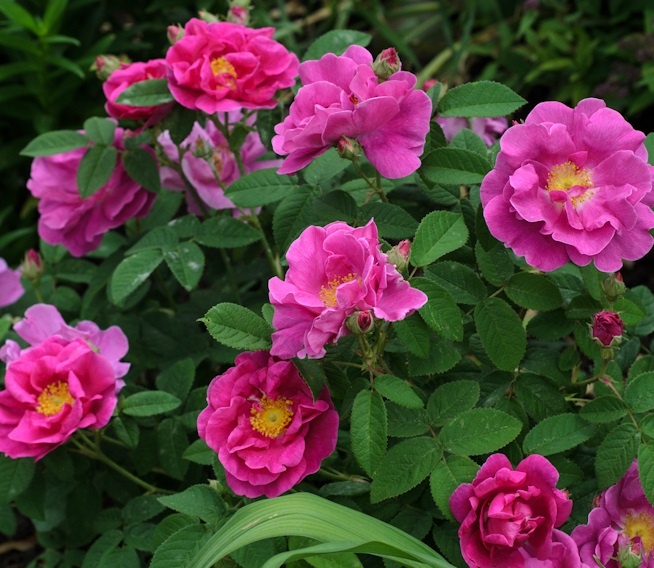 Apothecary's Rose (Rosa gallica Officinalis)