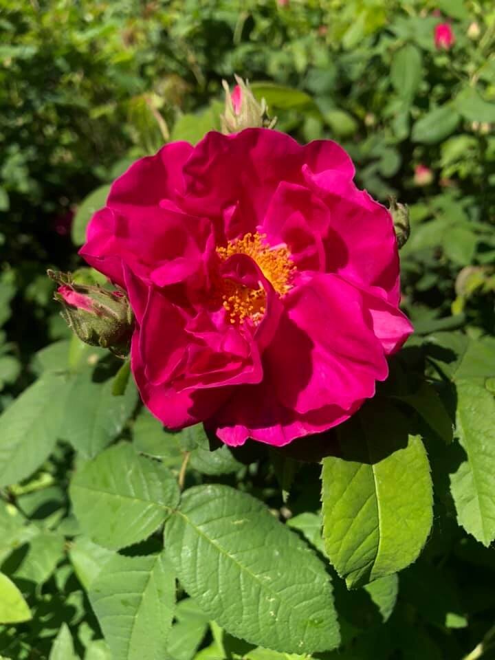 Red rose of Lancaster, Rosa Gallica