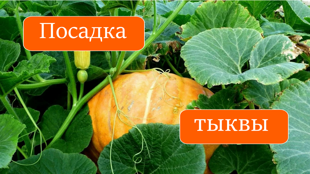 тыква