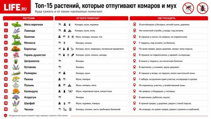Растения-репелленты от комаров и мух: топ-15 «зелёных помощников» в защите участка от насекомых. Фото © ChatGPT / Софья Кузнецова