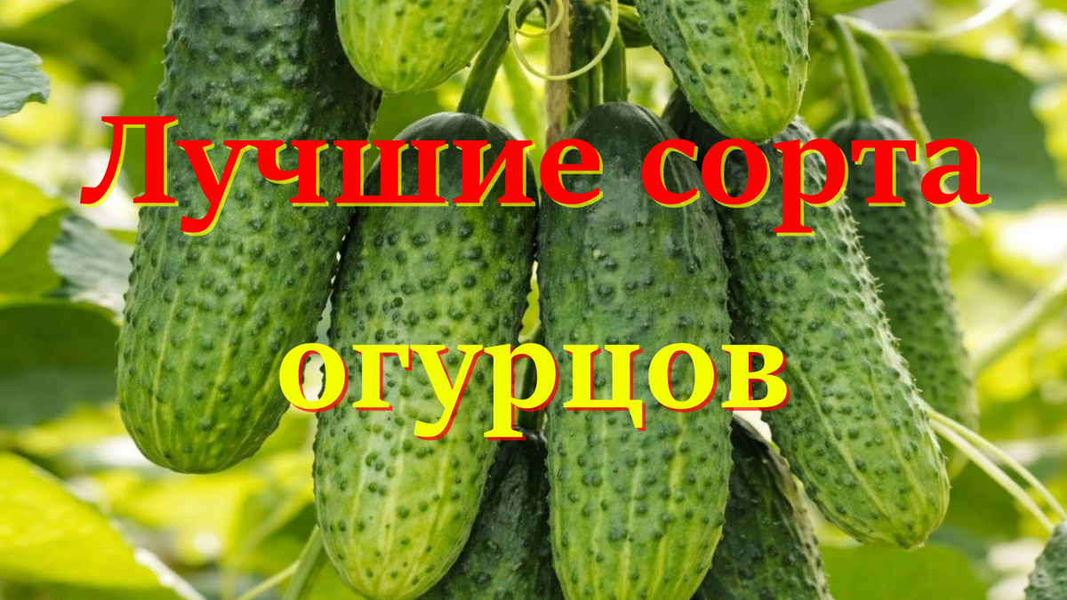огурцы
