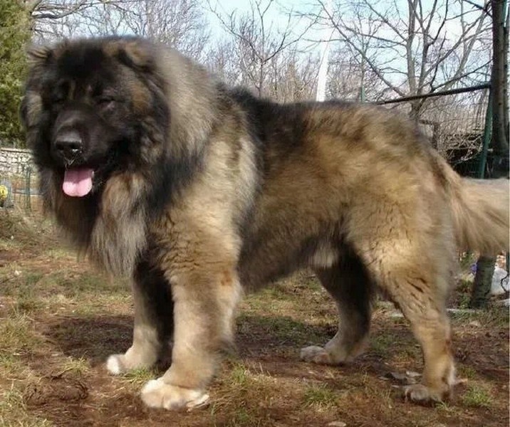 Кавказскаяя овчарка (ru.wikipedia.org)