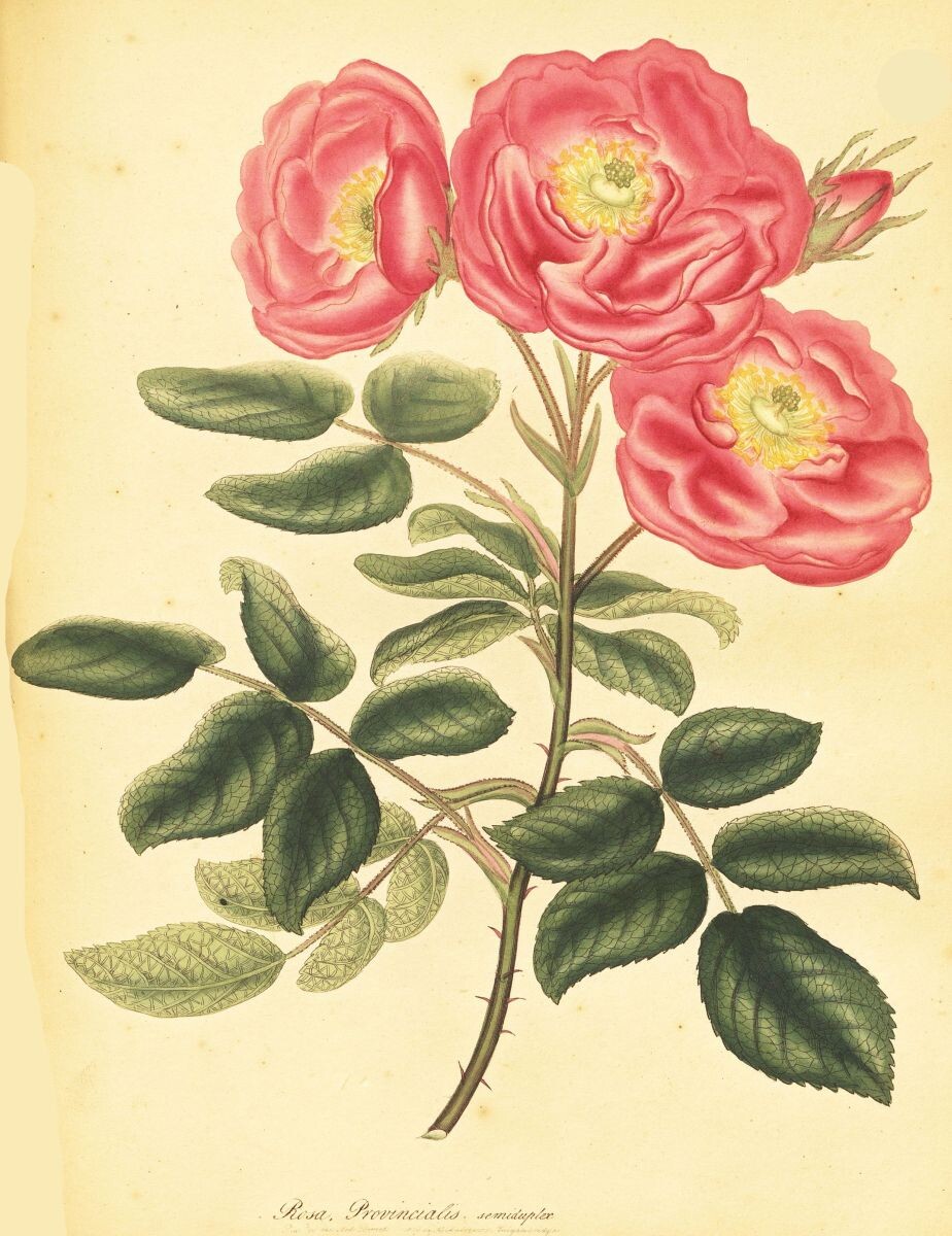 Semi-double Province Rose