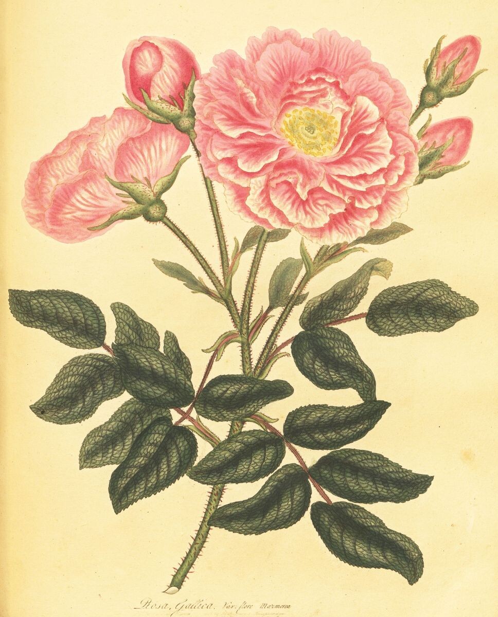 French Red Rose