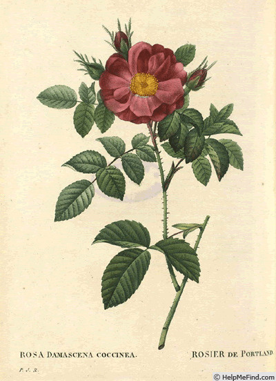  Duchess of Portland (damask perpetual, before 1775)