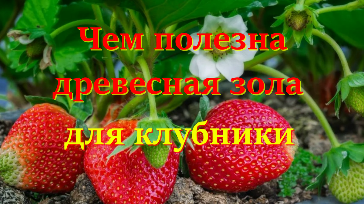 клубника