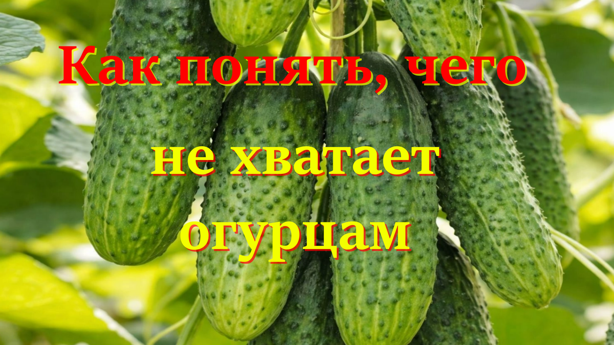 огурцы