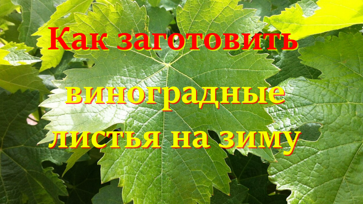 виноград