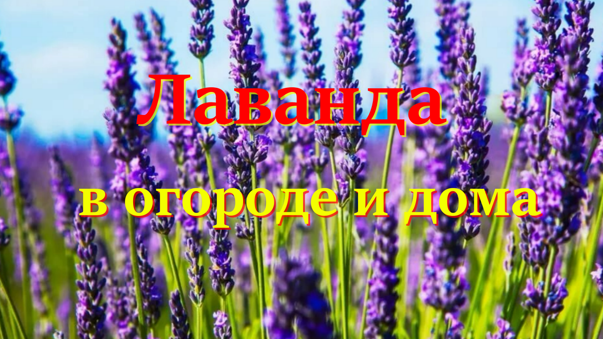 лаванда