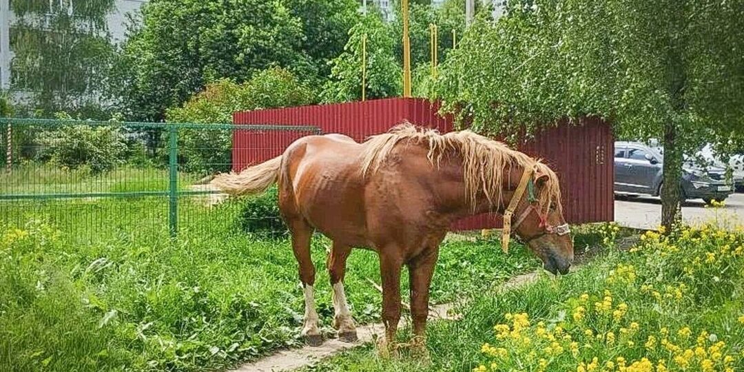 В центре Брянска администрация выловила коня