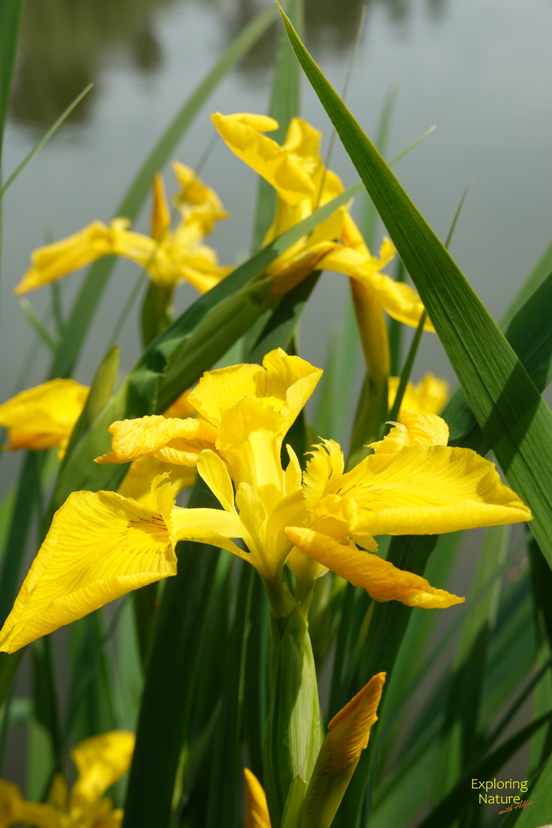 Ирис ложноаировый (Iris pseudacorus L.) 