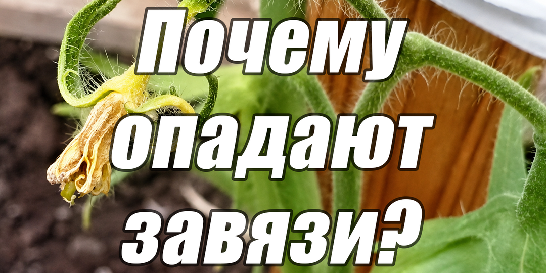 Почему опадают завязи у томатов и огурцов: разбираю причины по своему опыту