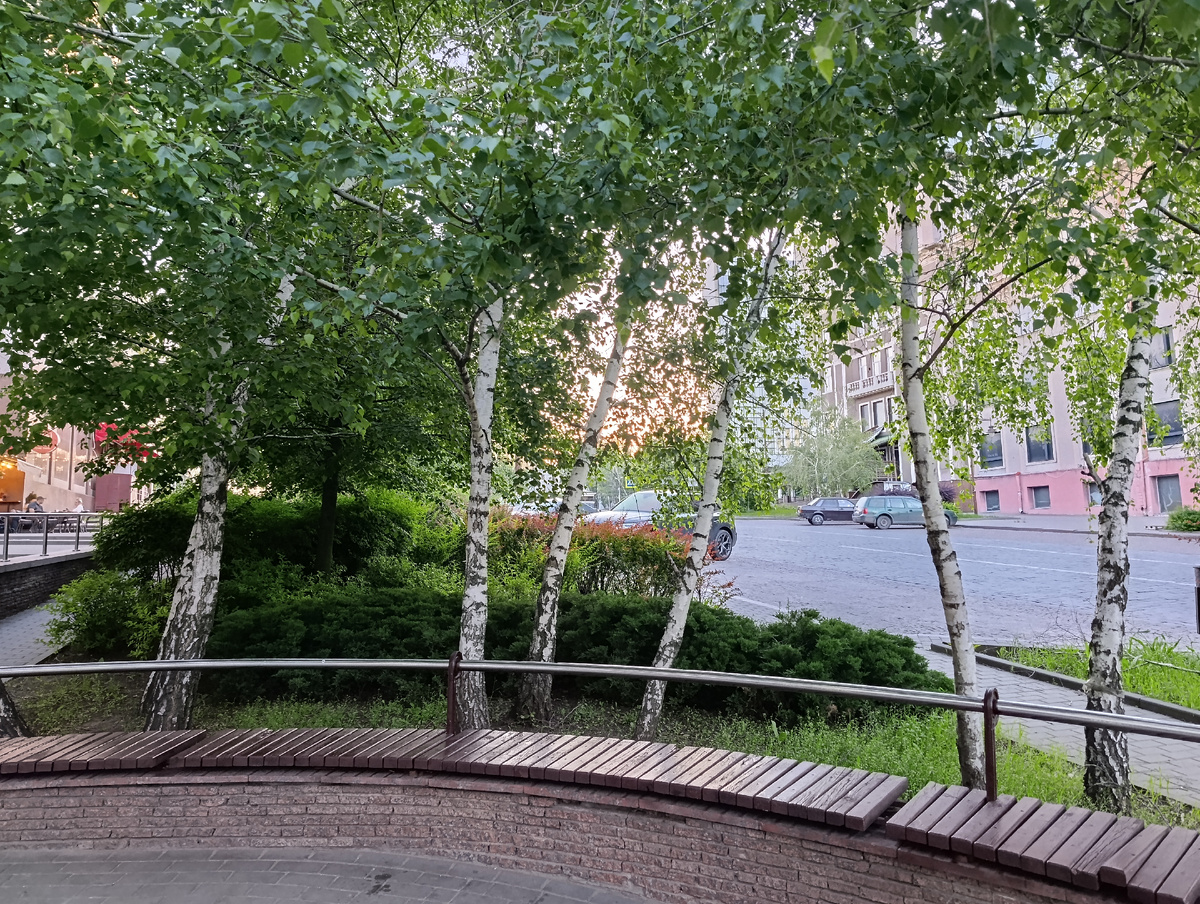 Берёзы в начале проспекта Ильича.