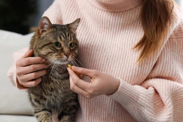    Какие человеческие лекарства можно давать кошкам?