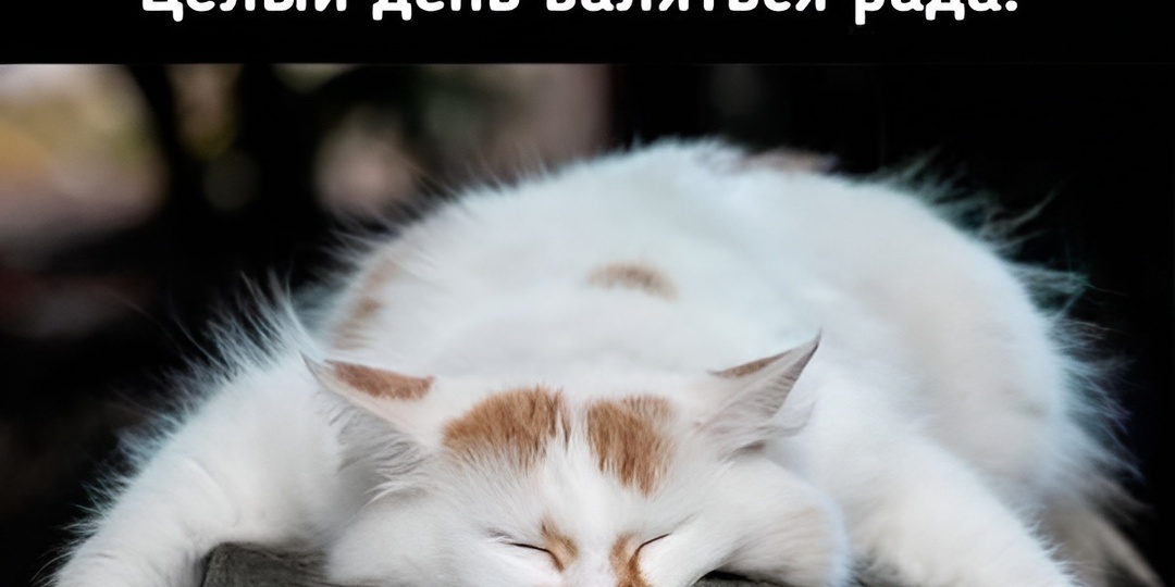 Мемы с котиками для отличного настроения: 15 смешных фото про кошачьи наблюдения