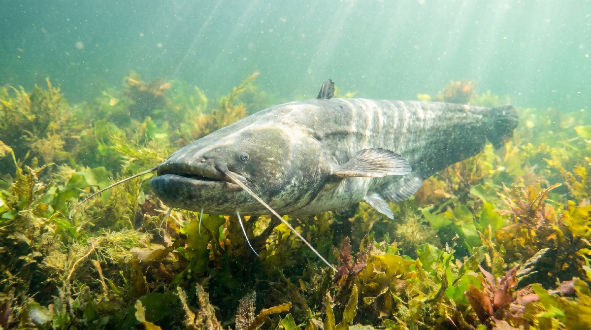 Обыкнове́нный сом, или европейский сом (лат. Silurus glanis)