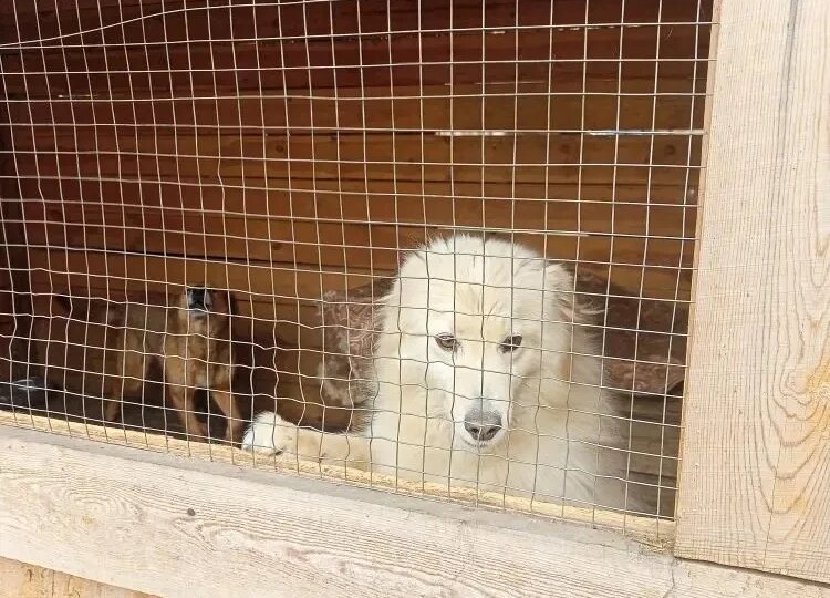 На крупу мы не собрали, а завтра день выплаты зарплаты...