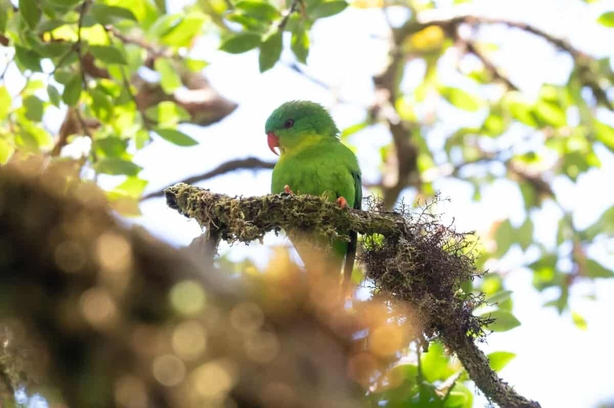    Синелобый лори (Charmosynopsis toxopei) / © James Eaton / Birdtour Asia