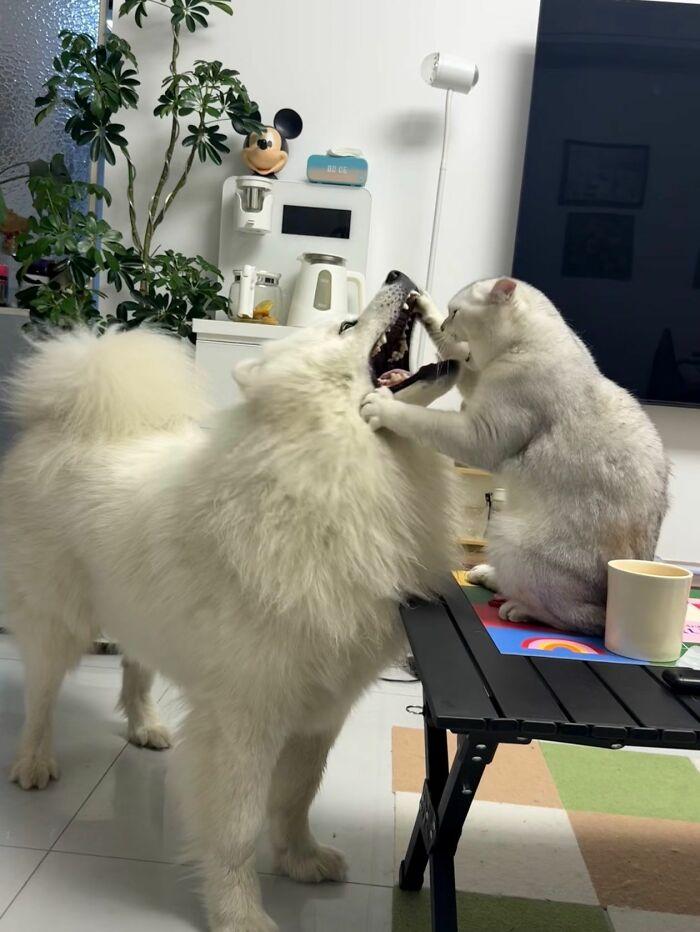 Источник: «Fotos de animais fofos pra voce desestressar»