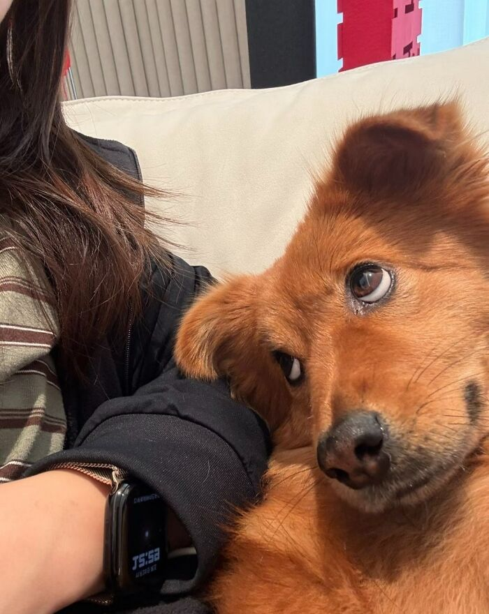 Источник: «Fotos de animais fofos pra voce desestressar»