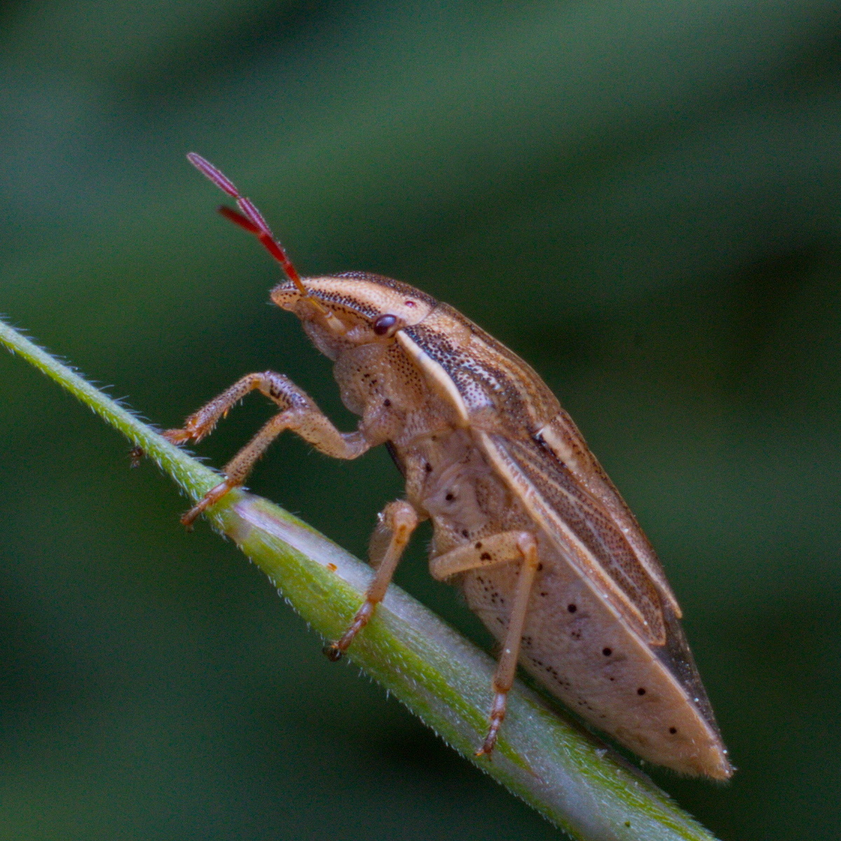 Элия остроголовая (Aelia acuminata)