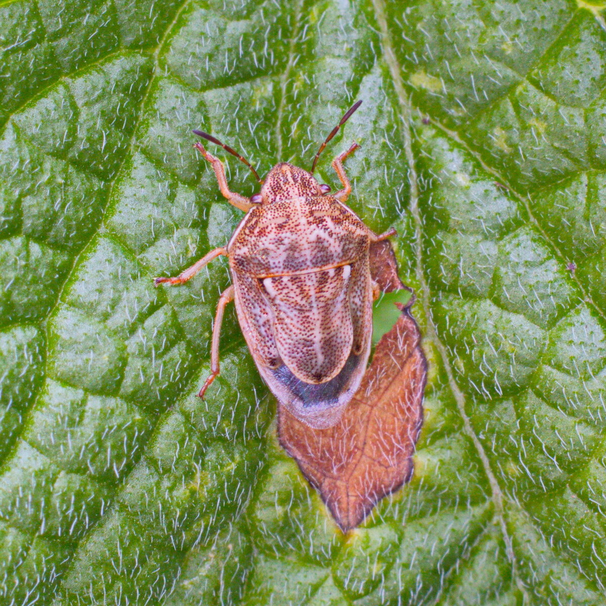 Элия остроголовая (Aelia acuminata)