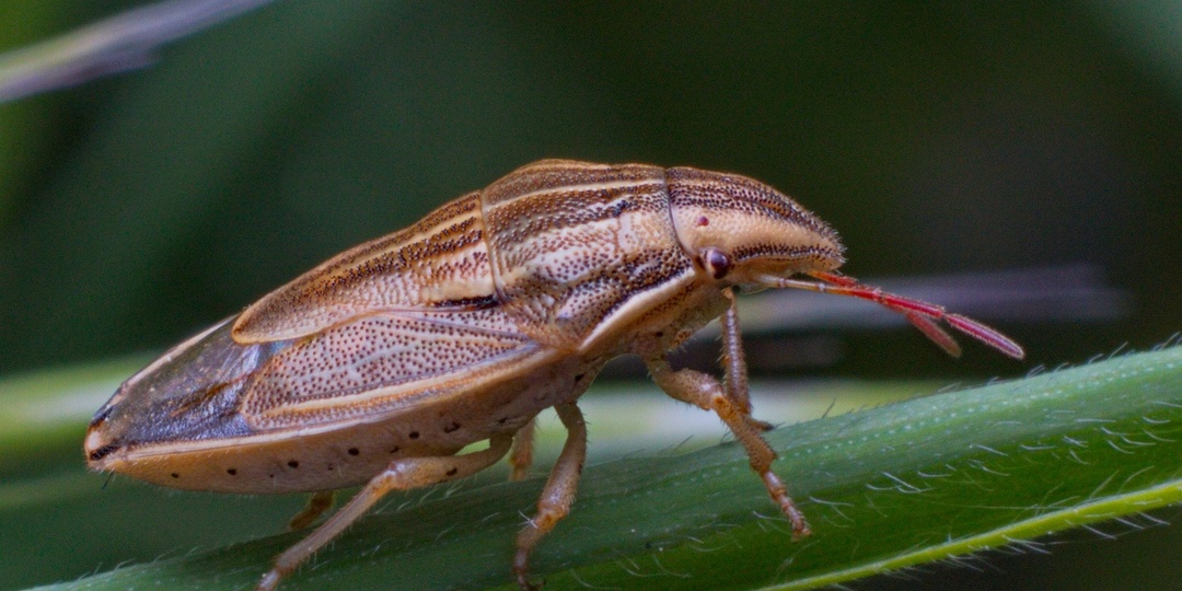 Элия остроголовая (Aelia acuminata) - вредитель злаковых полей