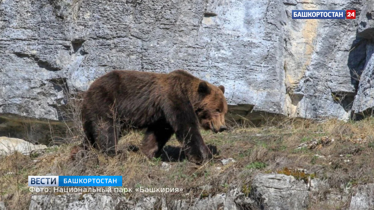    В Башкортостане в природном парке «Иремель» замечено большое количество медведей