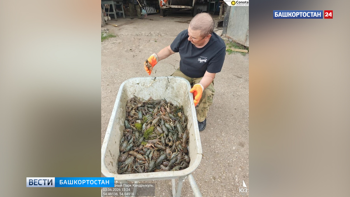    В Башкортостане в природном парке «Кандры-Куль» нашли 20 раколовок с 594 раками