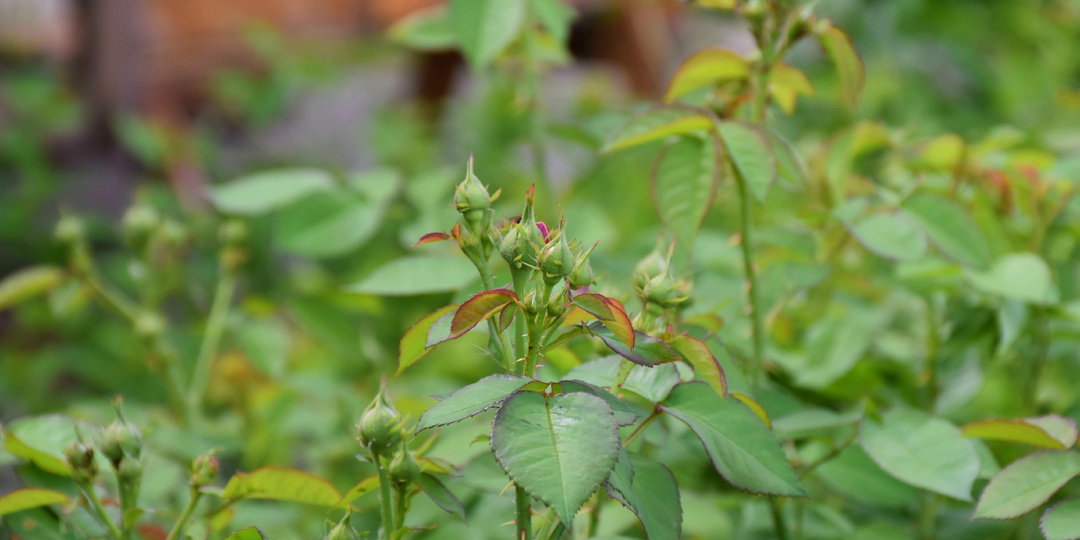 Чем опрыскать Розы от тли. Простое, но эффективное средство