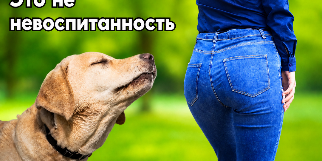 Почему собака нюхает попу человека: дело не в дурных манерах